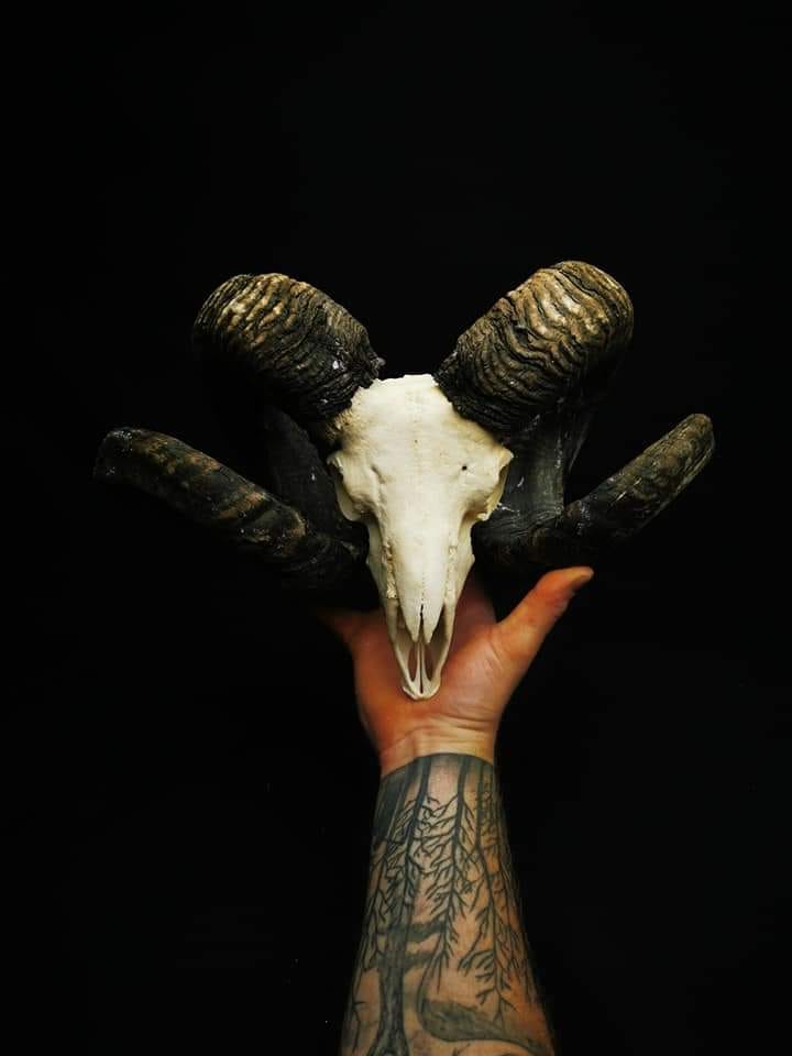 Schedels met hoorns kopen