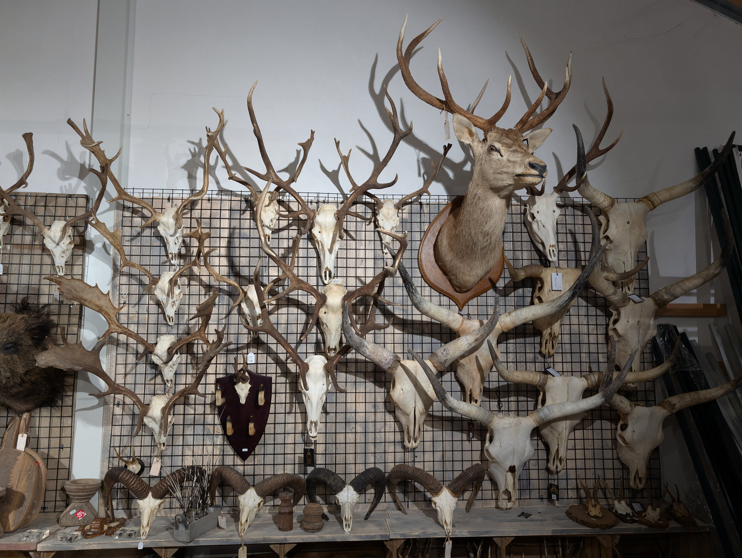 Schedels met gewei kopen