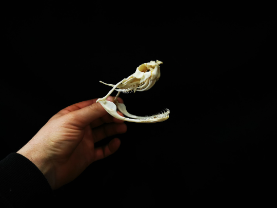 Overige dierenschedels kopen